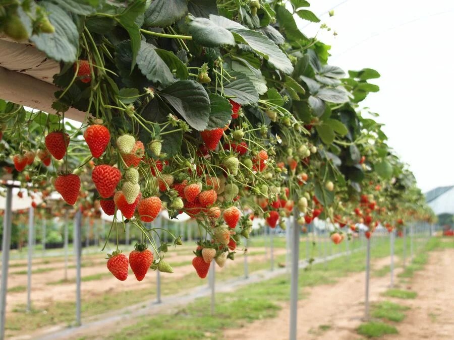 Vườn dâu tây giàn cao Đơn Dương — nông nghiệp công nghệ cao