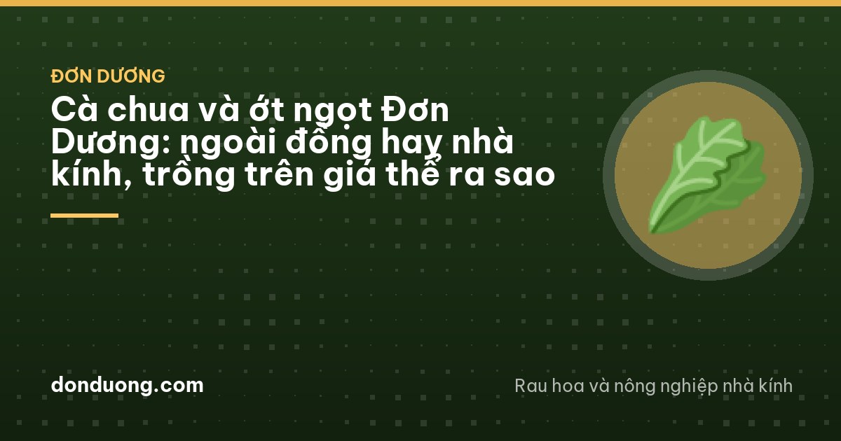 Inside a plastic greenhouse in the Vietnamese highlands, tall tomato vines tied to overhead wires, clusters of red and green fruit, drip lines running along white grow bags